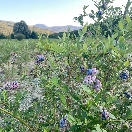 Quinta Casal De Bordeiro * Góis