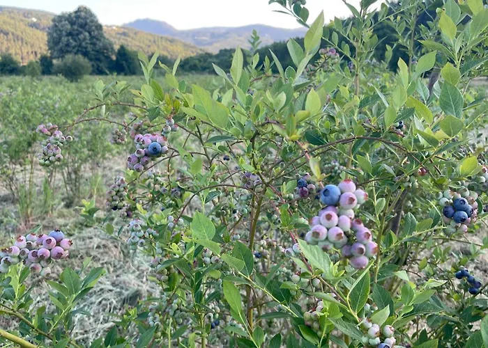 Quinta Casal De Bordeiro * Góis